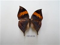 藏品(枯葉蛺蝶)的圖片